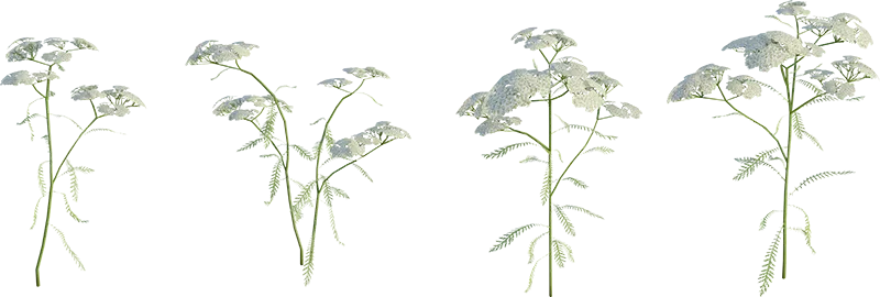 schafgarbe