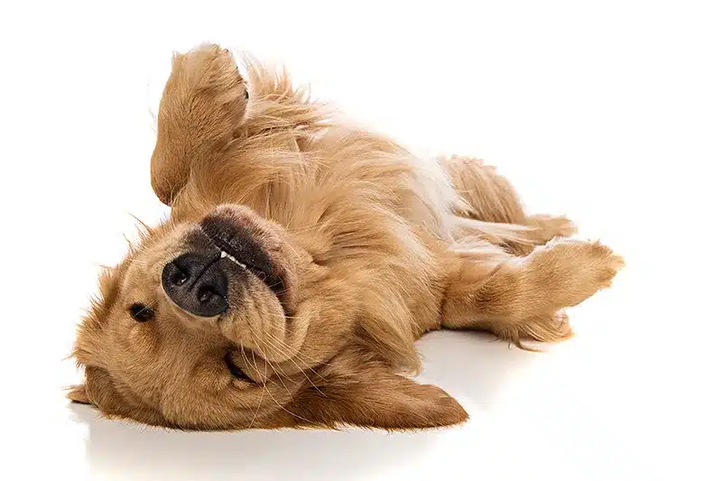 ef dog