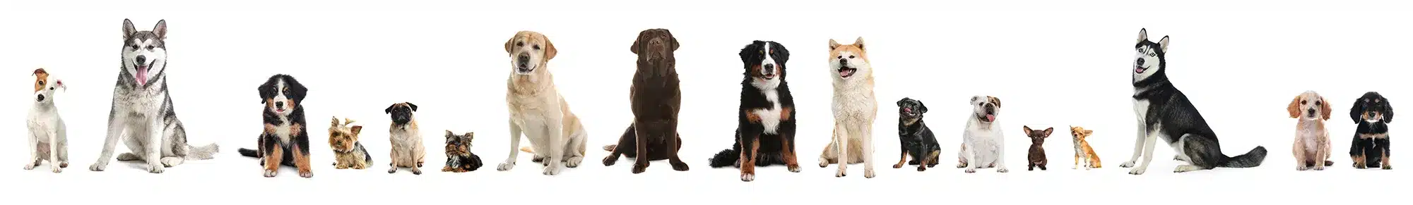 futterberatung hunde