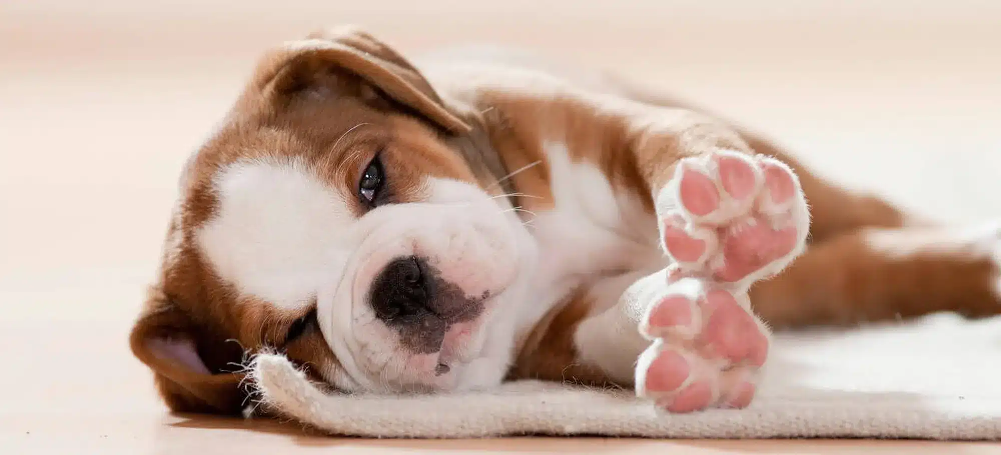 Für deinen Hund das Beste Hundefutter von Reico. Warum es das Beste für deinen Hund ist.
