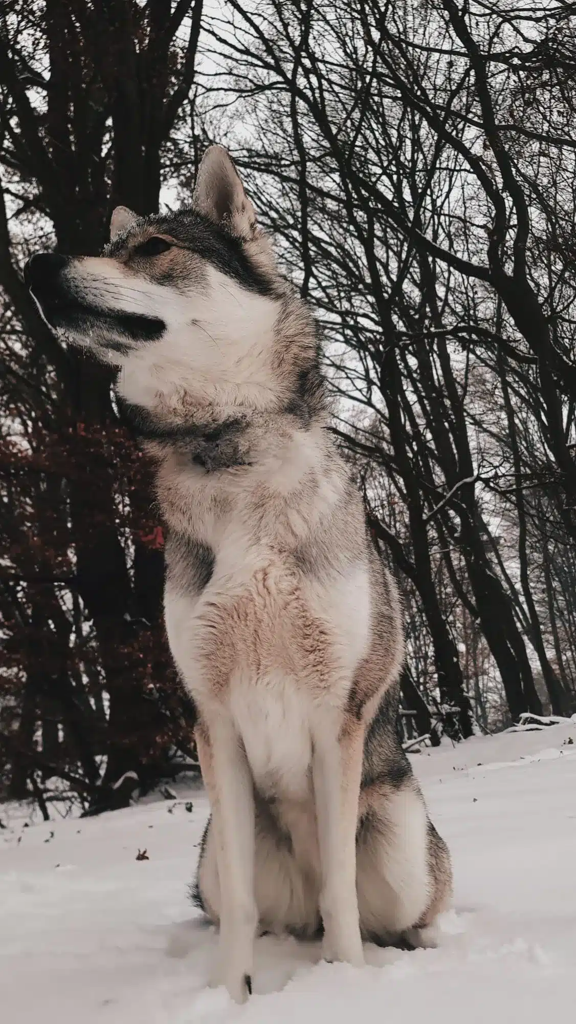 mina im schnee