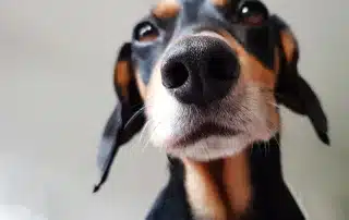warum hund beste verdient