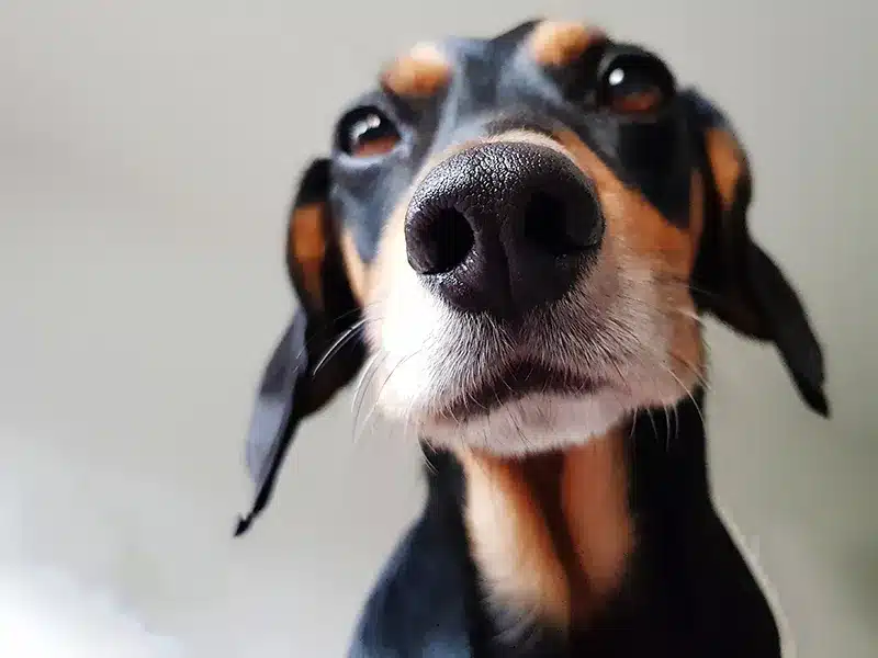 warum hund beste verdient