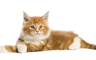 bl abwechslung katze