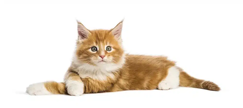 bl-abwechslung-katze bl abwechslung katze