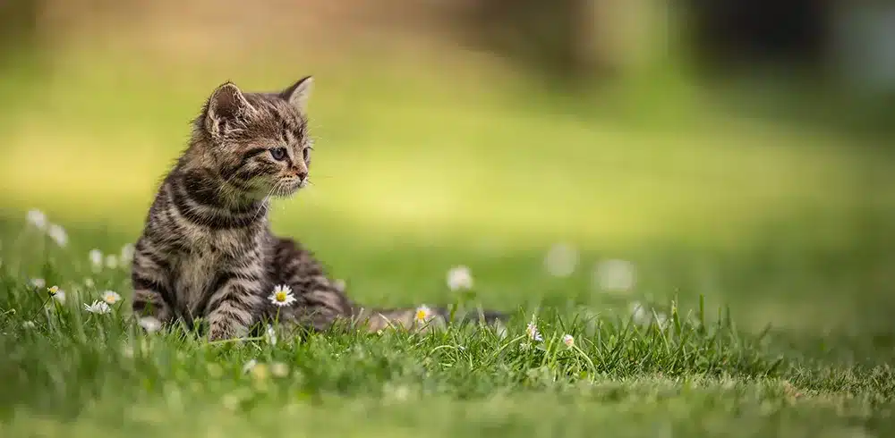 bl-abwechslung-napf-katze bl abwechslung napf katze