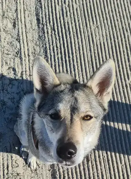 Mina am Strand Mina unsere Tamaskanhündin am Strand