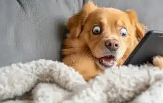 hund fuetterungszeit