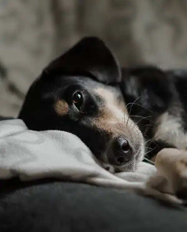 hund-ist-traurig hund ist traurig