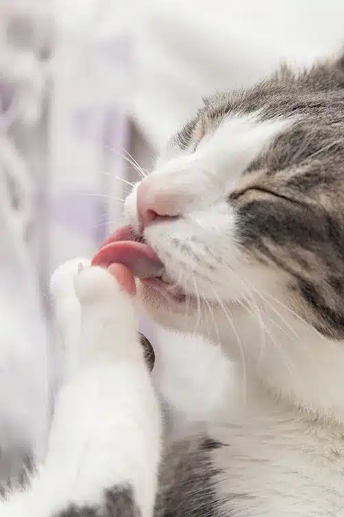 pflege-katzen pflege katzen