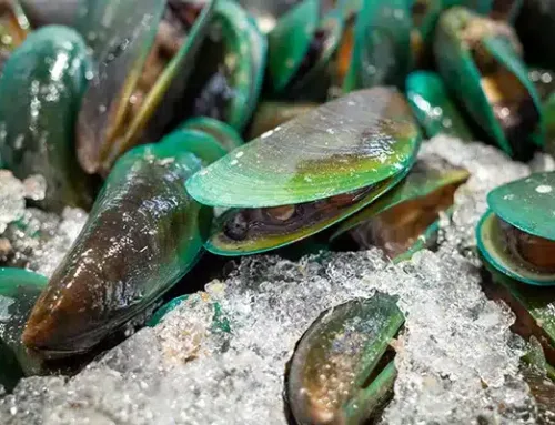 Die Grünlippmuschel. Die Gelenkpower aus dem Meer