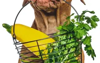 hund vegan korb