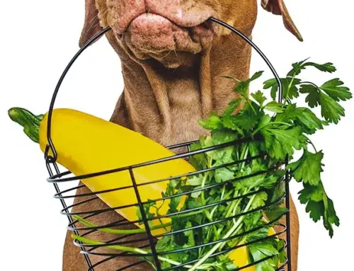 Vegane Ernährung Hund – Risiken, Fakten & Tierwohl
