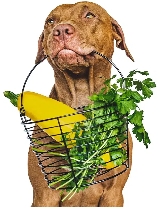 Hund mit Gemüse hund vegan korb