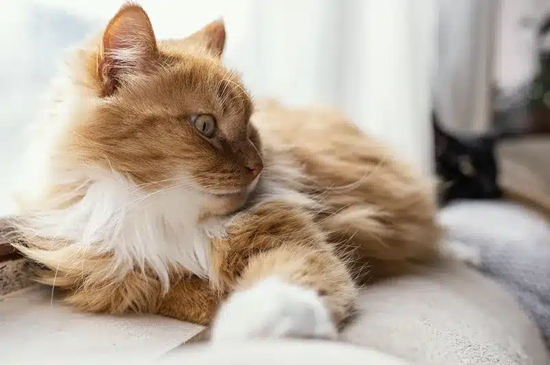 kater rot