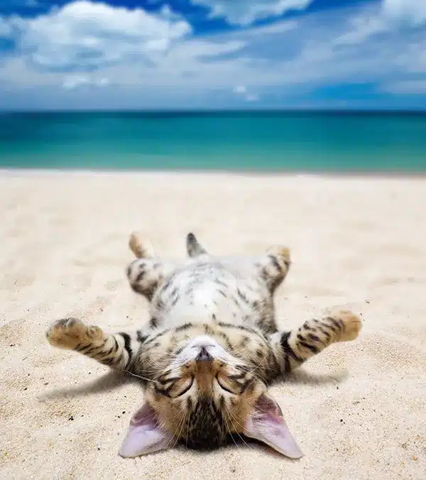 katze ruecken strand