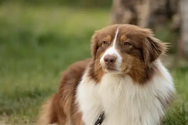 luna luna