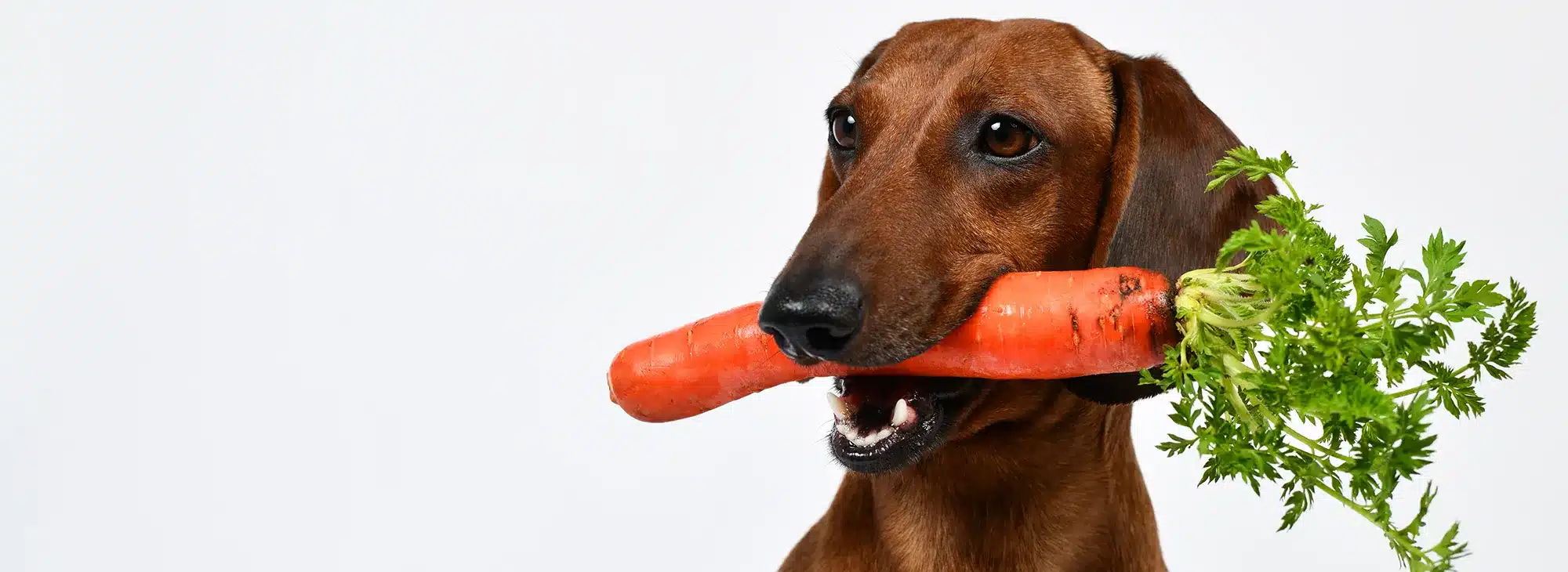 Vegane Ernährung Hund Dackel mit einer Karotte im Mund
