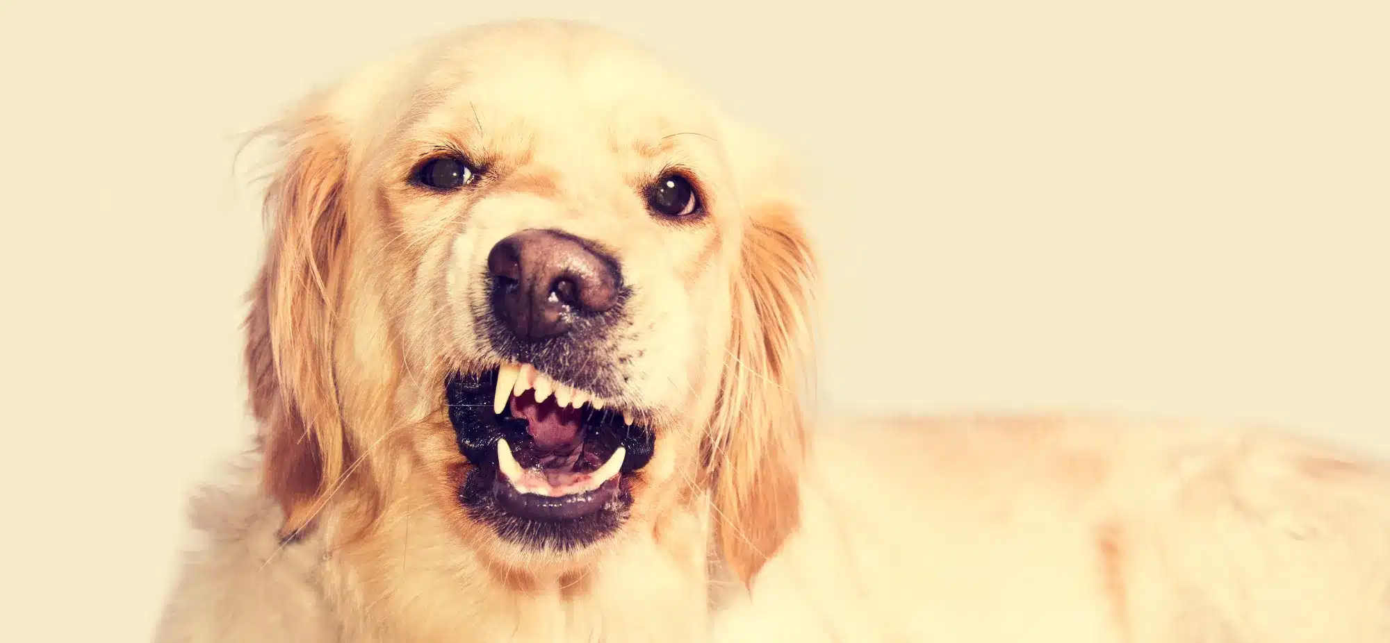 zaehneputen beim hund