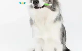 zahnbuerste hund