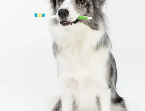 Zähneputzen beim Hund! Über Zahngesundheit, Alternativen und meinen Selbsttest mit Mina