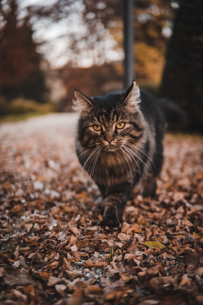 herbsgefahren katzen 1