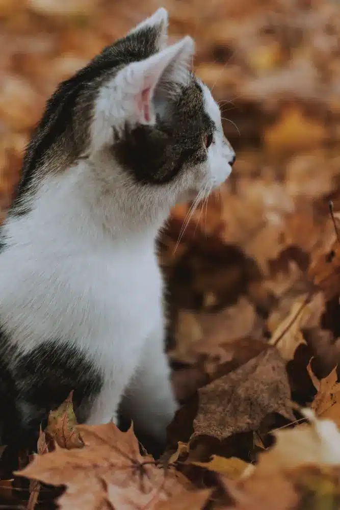 katze im laub