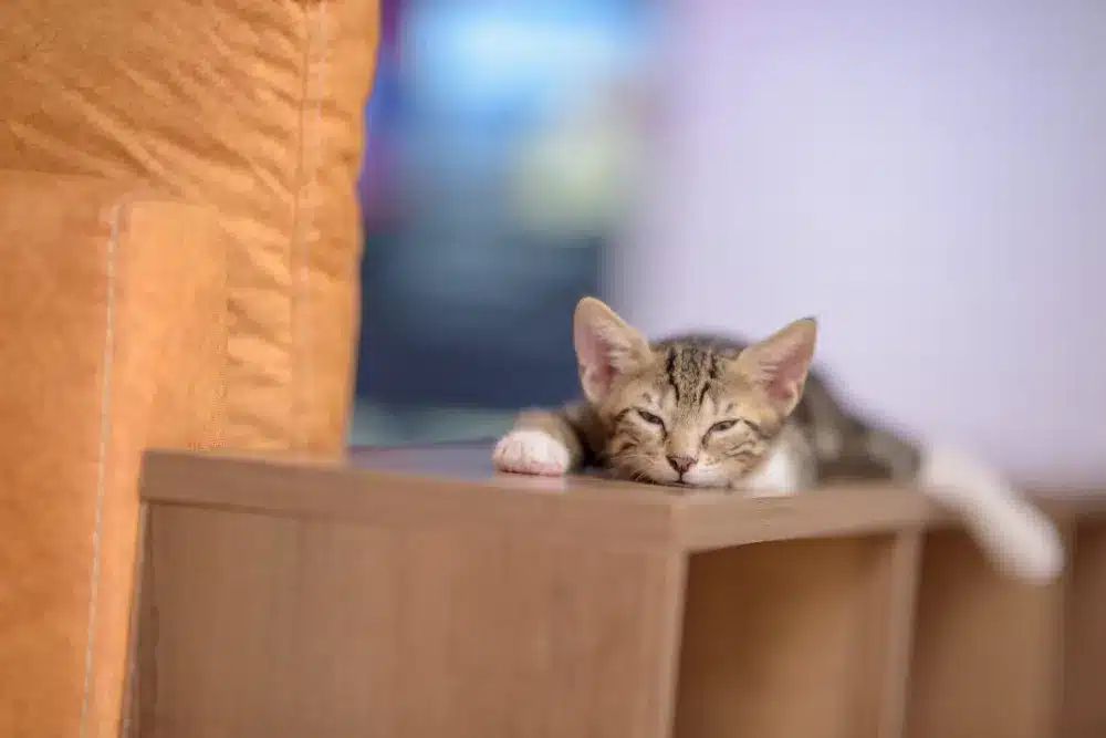 katze parasiten