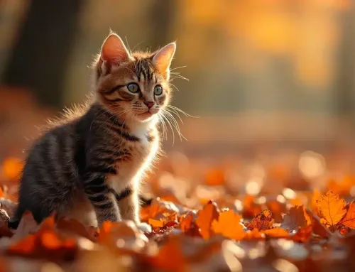Herbstgefahren für Katzen: Worauf du jetzt achten solltest