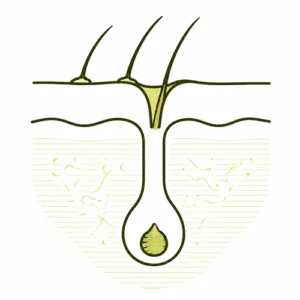 icon haarwurzel